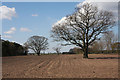 Old trees in ploughed field