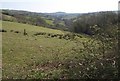 Field at Catshill Head