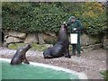 Feeding time at Twycross Zoo