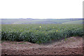 Daffodil field near Trenoweth Farm