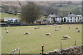 Sheep with lambs at Stanah