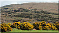 Hill and whins near Finnis