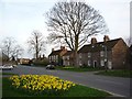 Daffodils in Heslington