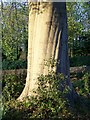 Beech tree, St Peter