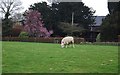 A grazing sheep, Preston Court Farm