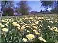 Dandelions