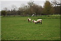 Southdown Sheep, Firle