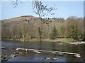 River Wye downriver from Erwood: fishing planks opposite Ciliau