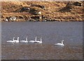 NG9703 : Whooper swans at rest on Loch a' Choire Bheithe near Kinloch Hourn by Alan Reid