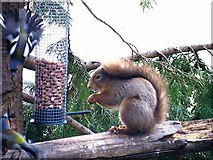 NH8707 : Red squirrel at Inshriach by Oliver Dixon
