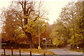 Autumn at South Weald, Essex