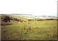 Field of sheep, Crossways near Newcastle on Clun