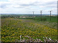 Meadow by the lane to Clarborough