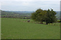 Field near Lower Pen-y-banc