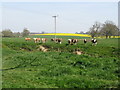 Cattle on the east bank of the River Arun above New Bridge