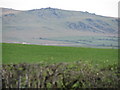 Field on Thorndon Down