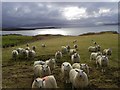 Local inhabitants, Ormsaigbeg