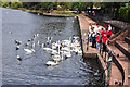 Feeding the birds at Roath Park Lake - Cardiff