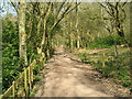 Bridleway through High Park Wood