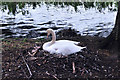 Nesting Mute Swan and Coot at Roath Park Lake - Cardiff