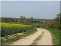 Rapeseed crop by bridleway to Malham