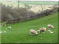 Sheep and lambs