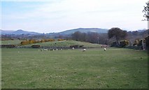 SH3939 : Sheep pastures at Bwlch-y-ffordd-isaf  Farm, Y Ffôr by Eric Jones