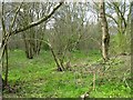 Galsey Wood Nature Reserve