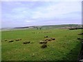 View from the stile