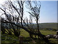 Windswept shrubs at field edge