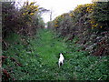 Footpath to Coedrwm