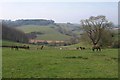 Grazing at Rooks Castle