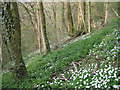 Windflowers, Edge Hill