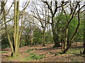 Woodland "The Beeches", Berkhamsted