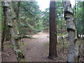 Woodland on Horsell Common