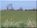 View across grazing land towards farm buildings at Plas Newydd