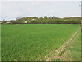 Wheat field at Coldharbour farm