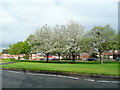 Spring blossom at New Parks