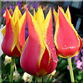 Tulips after the rain