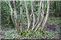 SO9245 : Coppiced tree in Tiddesley Wood by Bob Embleton