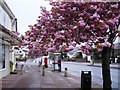 Cherry Blossom, Three beaches near Goodrington