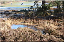 TQ2350 : Heather by the 4th tee Reigate Heath golf course by Chris Worsley