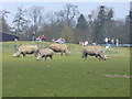 Rhino Enclosure Whipsnade Zoo