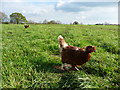 Uffculme : Grassy Field & Chicken