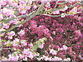 Light and dark pink blossom, Hanger Vale Lane