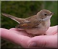 Whitethroat (Sylvia communis)