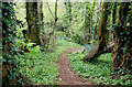 Path beside the Comber Greenway, Belfast