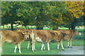 Cows on the Driveway Attingham Hall