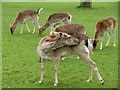 Fallow deer in Golders Hill Park (2)