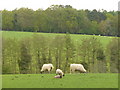 Sheep near Mortimer West End